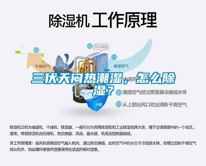 三伏天闷热潮湿，怎么除湿？
