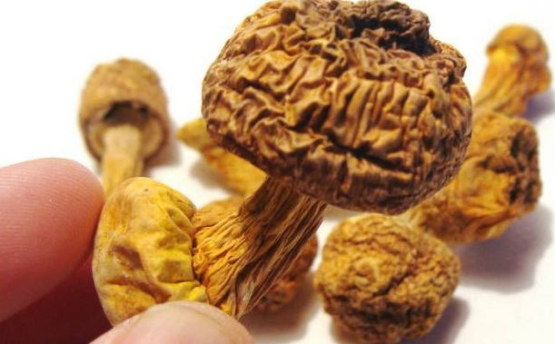 巴西菇、姬松茸烘干机-怎样烘干色泽好且菇体褶片完整？