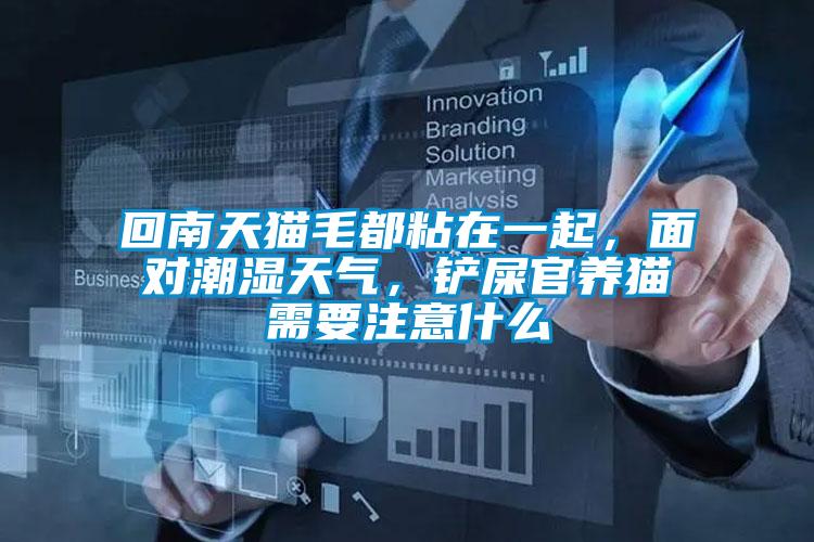 回南天猫毛都粘在一起，面对潮湿天气，铲屎官养猫需要注意什么