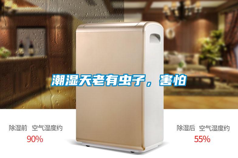潮湿天老有虫子，害怕