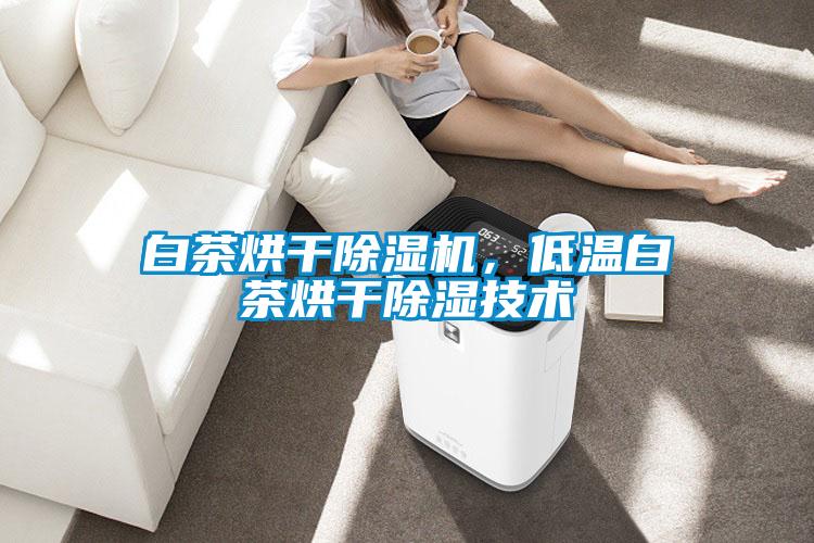 白茶烘干蜜柚直播APP正版下载，低温白茶烘干除湿技术