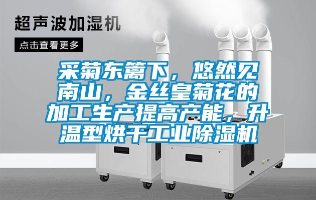 采菊东篱下，悠然见南山，金丝皇菊花的加工生产提高产能，升温型烘干工业蜜柚直播APP正版下载