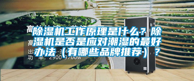 蜜柚直播APP正版下载工作原理是什么？蜜柚直播APP正版下载是否是应对潮湿的最好办法（有哪些品牌推荐）？